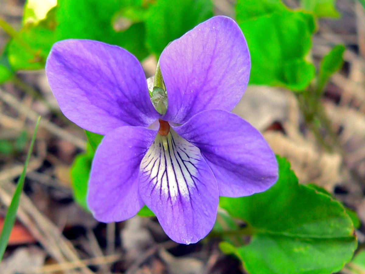 viollete